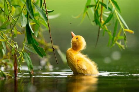 Amazing Birds In Photos: 21 Finalists For Bird Photographer Of …