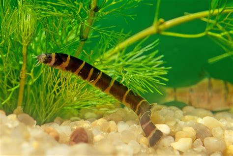 Amazing Kuhli Loach: A complete beginner guide (2024) - Kings Of …