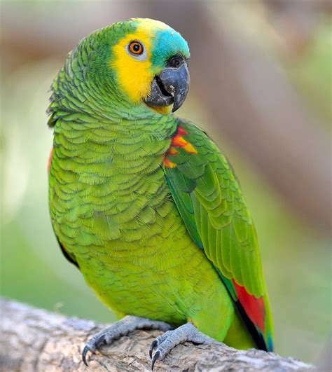 Amazon Parrot Price