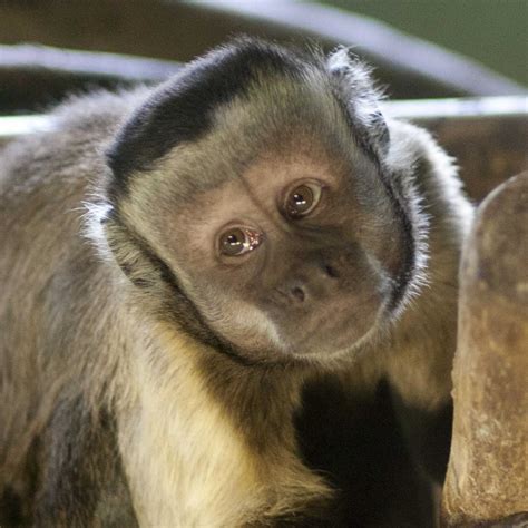 The shock-headed capuchin (Cebus cuscinus) is a gracile capuchin monkey native to Peru and Bolivia. This New-world monkey was previously classified as a subspecies of the Humboldt's capuchin (Cebus albifrons), but in 2013 Rylands and Mittermeier raised it to a separate species, following genetic studies done by Boubli et al. in 2012, and Lynch .... 