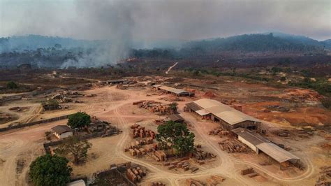 Amazon deforestation at six-year-low in Brazil after plunging 66% in July
