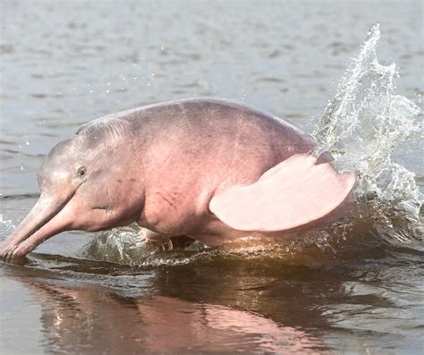 Pink Amazon River Dolphin Pink Amazon River Dolphin or Boto is a freshwater dolphin that lives in the Amazon River in South America. It is the largest river dolphin in the world. It has poor eyesight and uses sonar to find fish which is it main its food. amazon river dolphin stock pictures, royalty-free photos & images. 