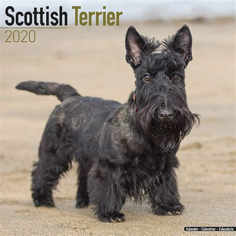 Amazon.ca: scottish terrier