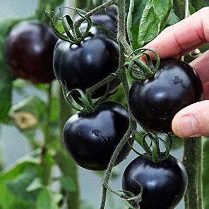 Amazon.co.uk: Black Tomato Seeds