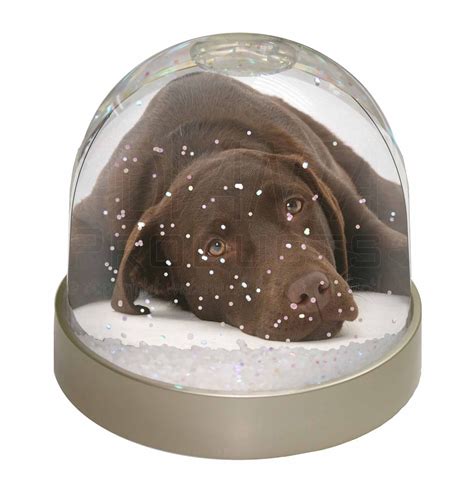 Amazon.co.uk: labrador snow globe