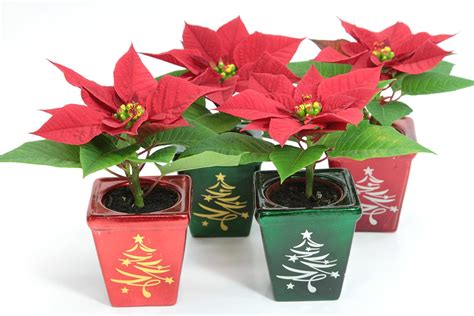 Amazon.co.uk: mini poinsettia