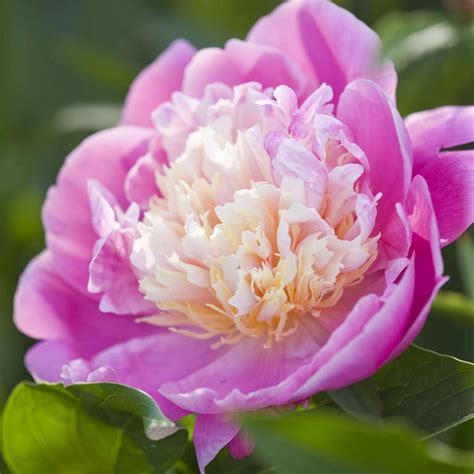 Amazon.co.uk: peony tubers