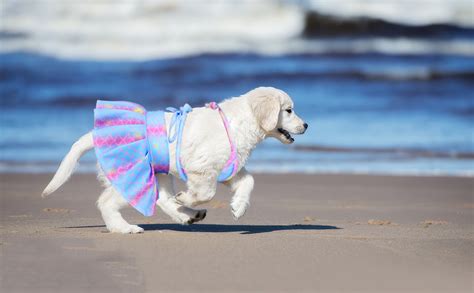 Amazon.com: Bikini para perros pequeños, traje de baño para …