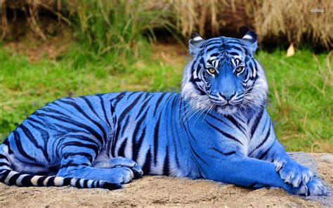 Amazon.com: Blue Tiger