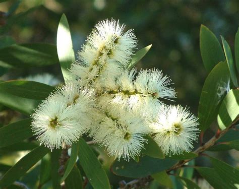 Amazon.com: Bottle Brush Tree White