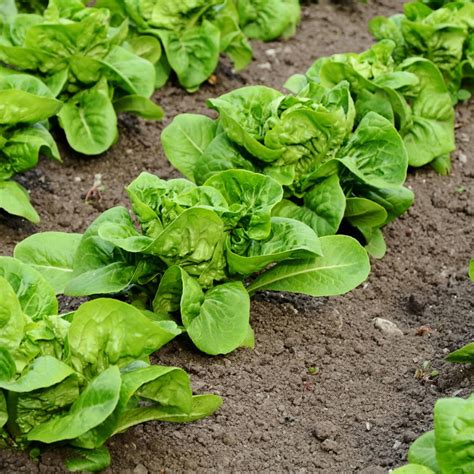 Amazon.com: Butterhead Lettuce Seeds