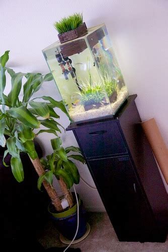 Amazon.com: Customer reviews: Fluval Chi Lily Pad and Plant …