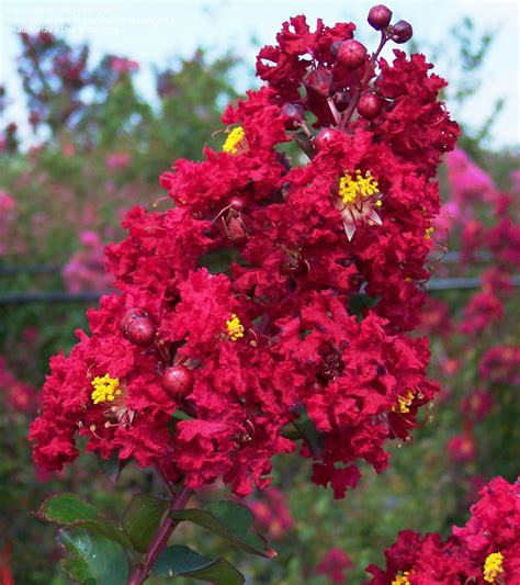 Amazon.com: Dwarf Crape Myrtle