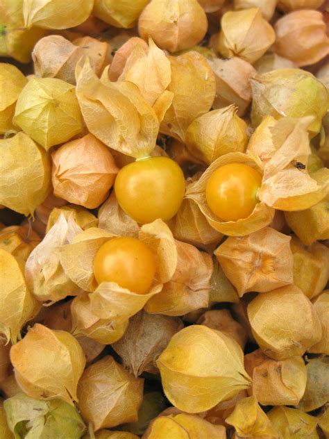 Amazon.com: Ground Cherries