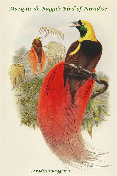 Amazon.com: Marquis De Raggis Bird of Paradise by John …