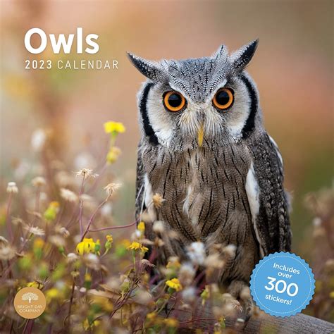 Amazon.com: Owl Calendar