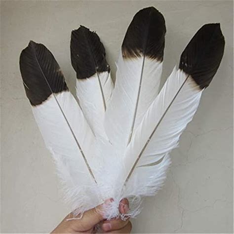 Amazon.com: Real Eagle Feathers