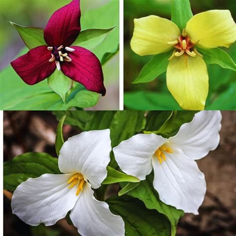 Amazon.com: Trillium Bulbs