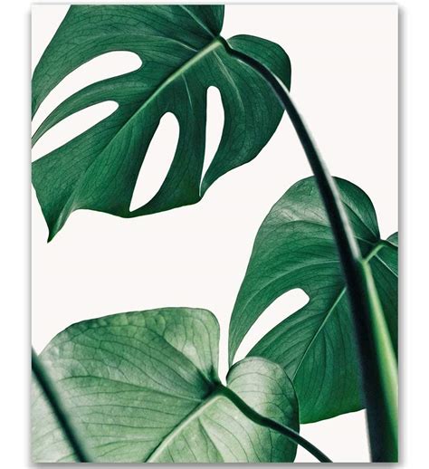 Amazon.com: Tropical Leaf Print