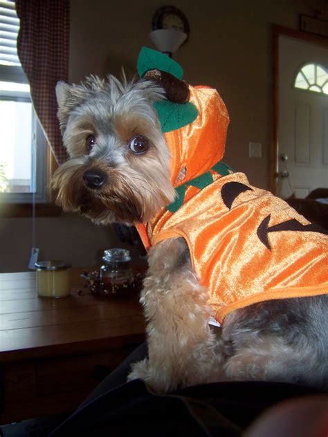 Amazon.com: Yorkie Costume