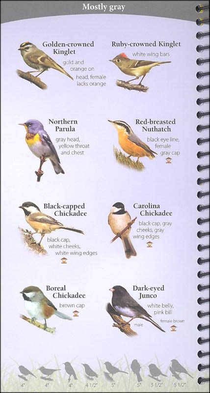 Amazon.com: northeast bird book