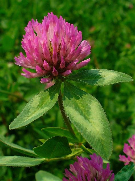 Amazon.com: red clover flowers