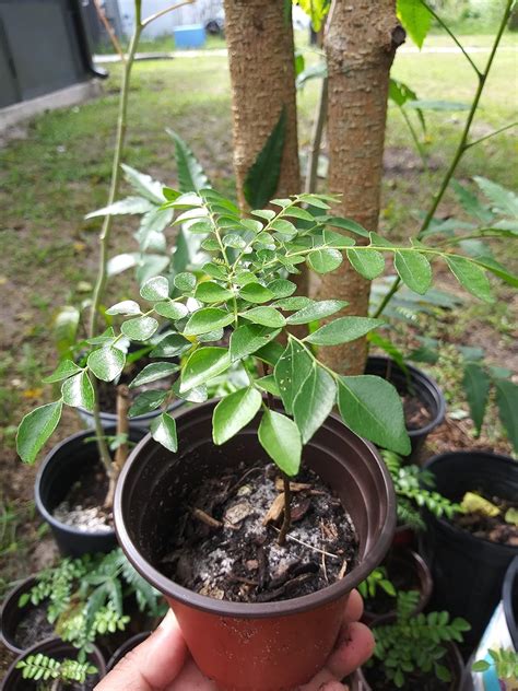 Amazon.com : Gamthi Curry Leaf Plant : Patio, Lawn