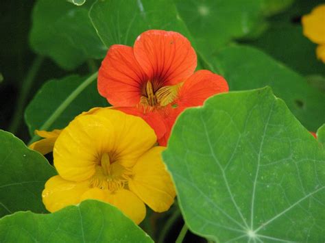 Amazon.com : Nasturtium Seeds Fast Growing Easy to Grow …