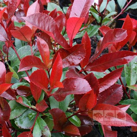 Amazon.fr : Photinia