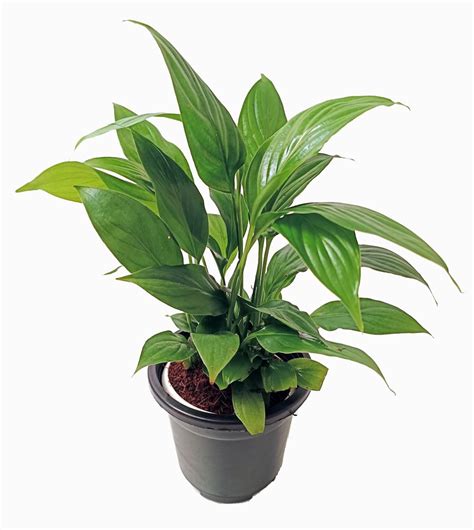 Amazon.in: Air Purifying Indoor Plants