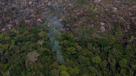 Amazonas-Regenwald könnte zur Savanne werden - DER SPIEGEL