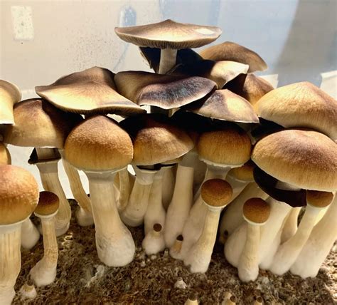 Some interesting and easy to grow at home magic mushrooms are: Mazatepec, Thai, Mexican, Mc Kennaii, B+, Ecuatoriana, Golden Teacher, Amazonian and Colombiana. The effects are very subjective and vary from one person to the other. However, as a general rule, some strains offer more obvious effects than others. The following list is ordered …