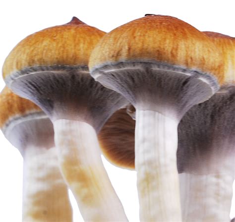 Amazonian psilocybe. The most eaten shrooms are of the psilocybe cubensis species, but there are several strains from the same species, like equador, amazonian, penis envy, pf classic, and many more. Even though all of these strains are of the same species their potency still variates from strain to strain. 