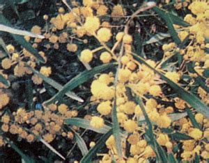 Amberagaci Halı ve Koltuk Yıkama