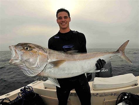 Amberjacks? A Complete Guide Of What You Need To Know …