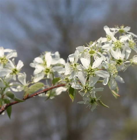 Amelanchier (Common Serviceberry, Downy …