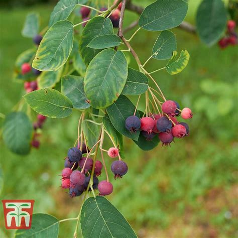 Amelanchier canadensis Thompson & Morgan