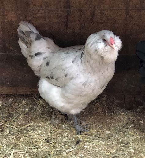 Ameraucana splash. Our Ameraucana will give you beautiful blue eggs. The birds are very friendly and good with kids. One of our most popular breeds. Birds are from Quality Breeding Stock and are … 