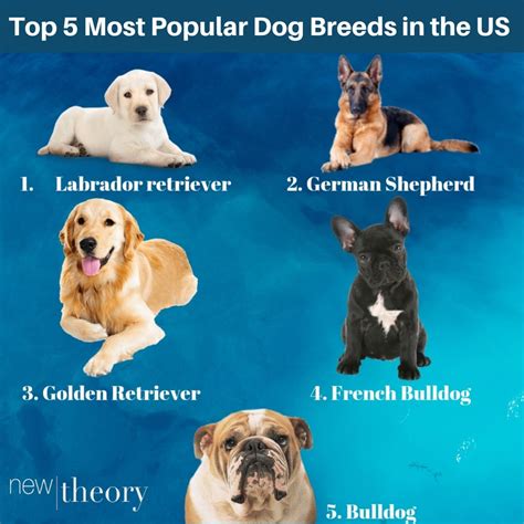 America's new favorite breed is a dog-show contender this year