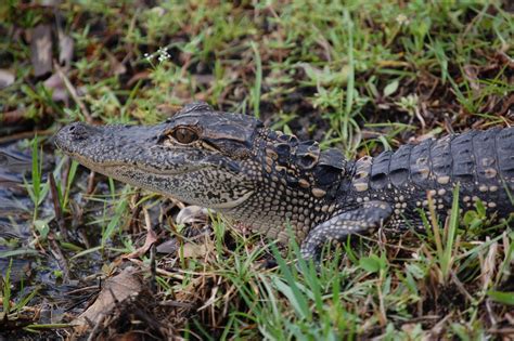 American Alligator FWC - Florida Fish And Wildlife ...