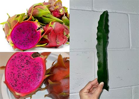 American Beauty Dragon Fruit - Etsy