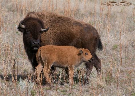 American Bison calving season on Antelope Island State Park