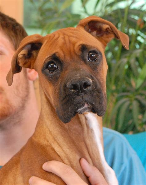 American Boxer Puppies For Adoption