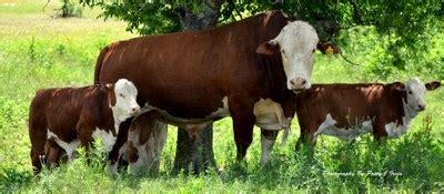 American Braford Cattle Oklahoma State University