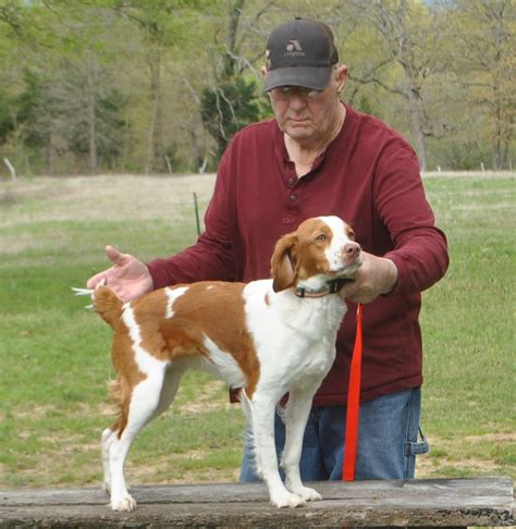 American Brittany Female Dogs - Frosty Meadows Kennel