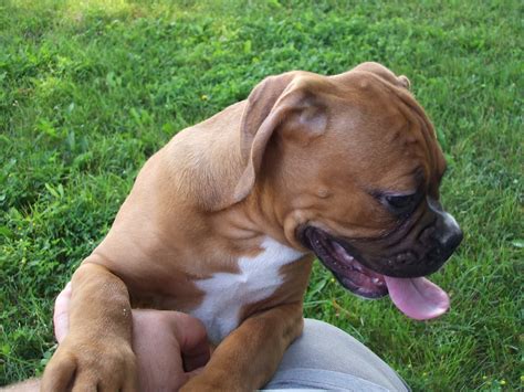 American Bullboxer Description The Bulloxer is not a purebred dog