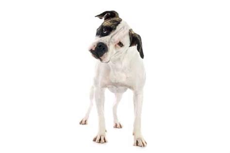 American Bulldog – Dogster