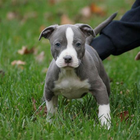 American Bulldog Blue Puppies
