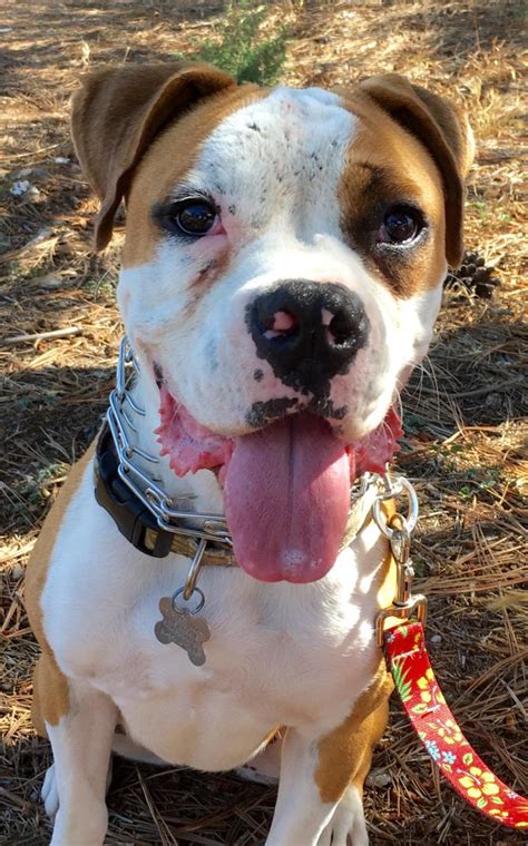 American Bulldog Boxer Mix Puppies For Adoption