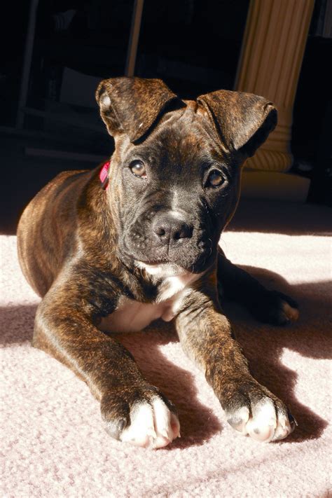 American Bulldog Cross Boxer Puppies For Sale